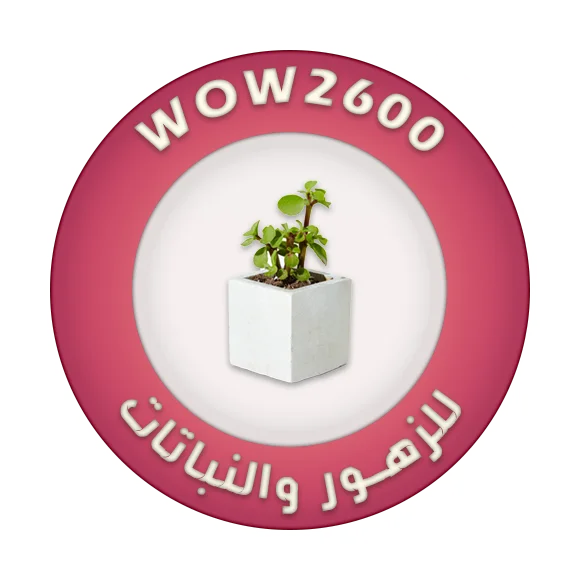 WOW2600
